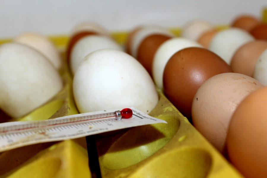 Here, chicken and duck eggs are incubating and will hatch towards the end of the month.
