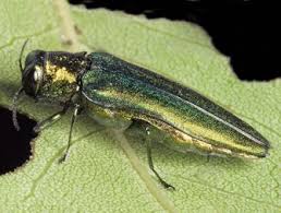 The Emerald Ash Borer