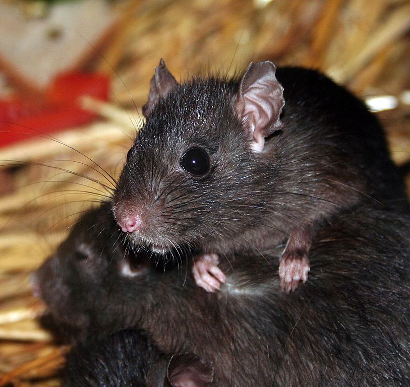 Rats in Roubaix