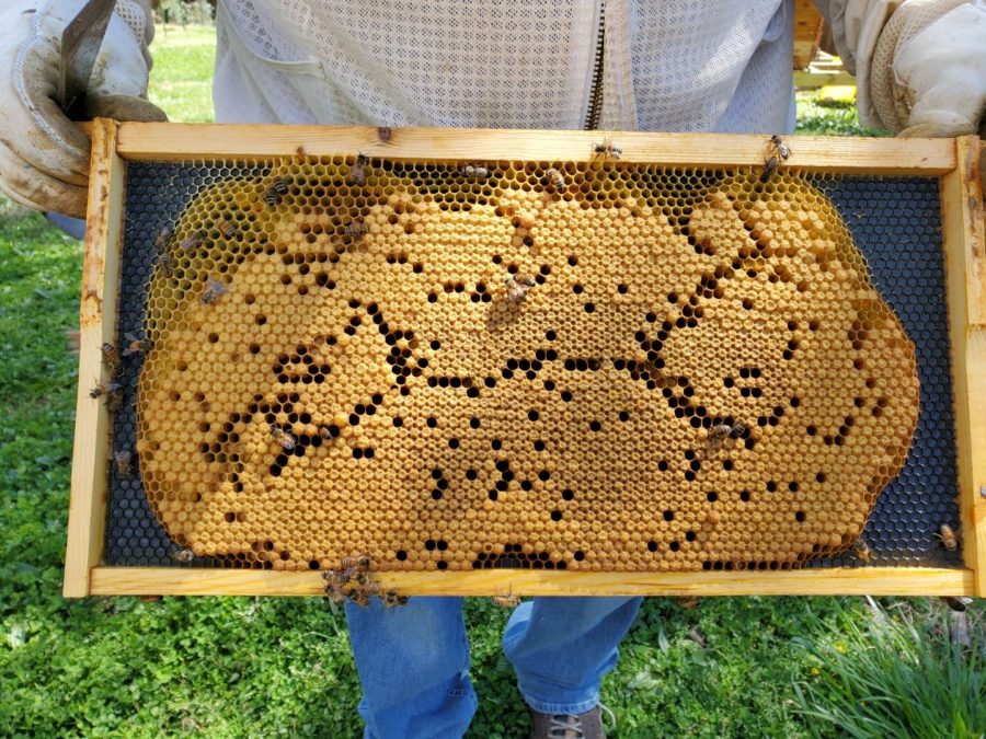 Dane+Osborne+holding+a+frame+from+one+of+the+hives+that+produces+honey+for+D%26L+Bees.